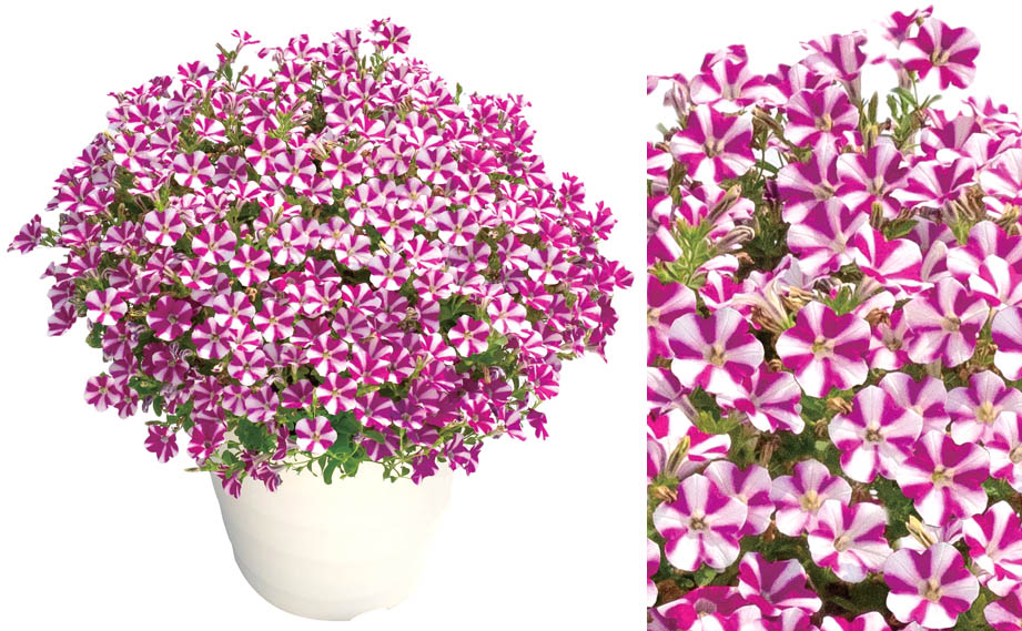 ペチュニア スーパーチュニア｜WEBカタログ｜未来アグリス株式会社