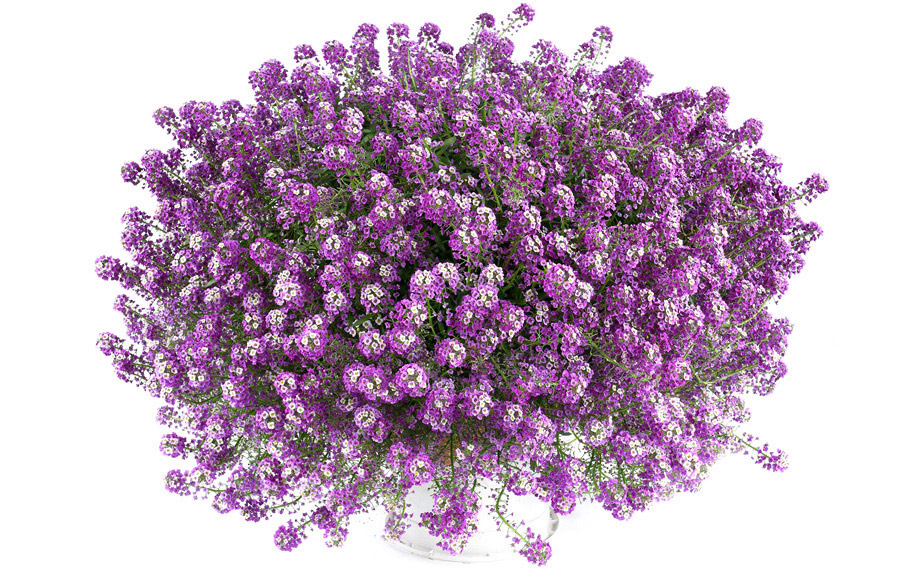 ロブラリア(アリッサム) ストリーム｜WEBカタログ｜未来アグリス株式