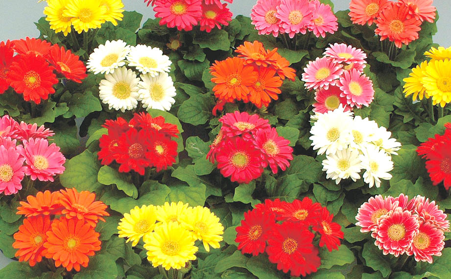 検索結果|未来アグリス株式会社|農と園芸の実りのために