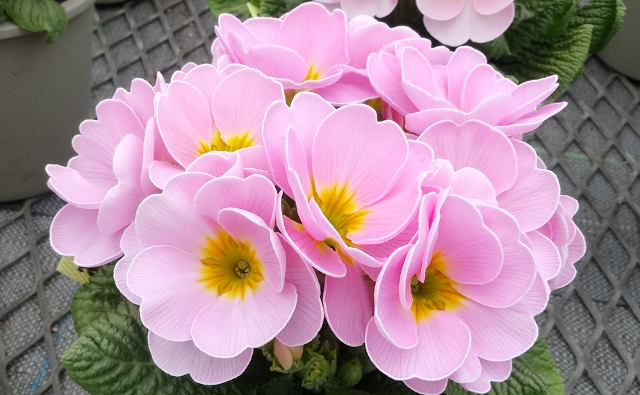 プリムラ さくらさくら｜WEBカタログ｜未来アグリス株式会社|未来