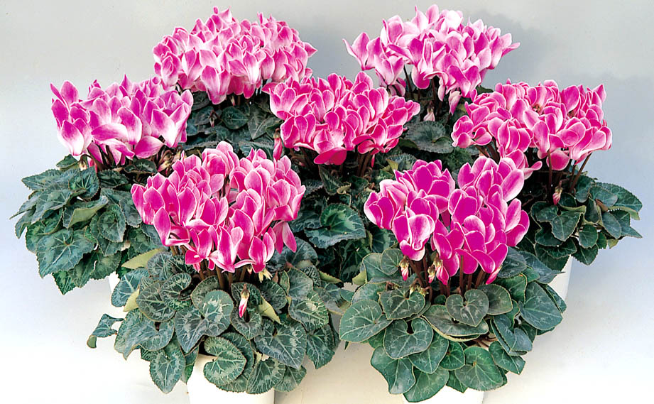 シクラメン F1 オーロラ シリーズ｜WEBカタログ｜未来アグリス株式会社