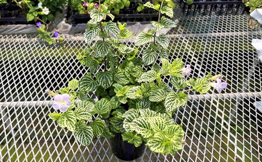 赤道サクラソウ(アシスタシア ガンゲティア レティクラタ)｜WEB