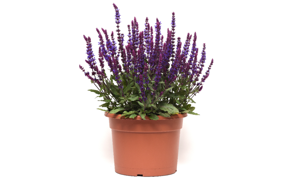 サルビア ネモローサ　サルバトーレ ブルー