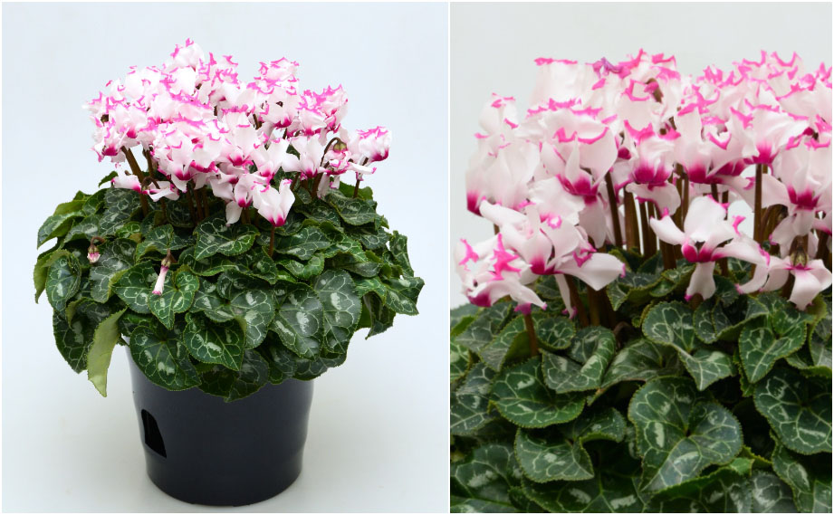 2025 シクラメンコレクション ＜小鉢向き品種＞|未来アグリス株式会社