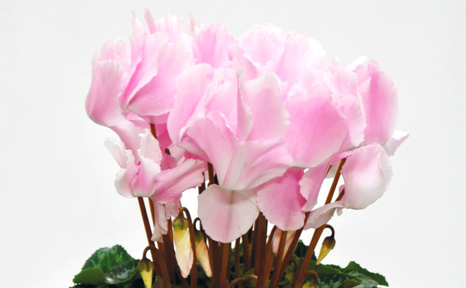 シクラメン ハイブリッジウェーブ シリーズ｜WEBカタログ｜未来