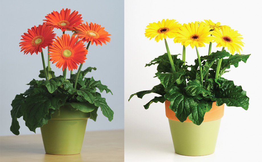 ガーベラ ガーベラ F1 レボリューション シリーズ｜WEBカタログ｜未来アグリス