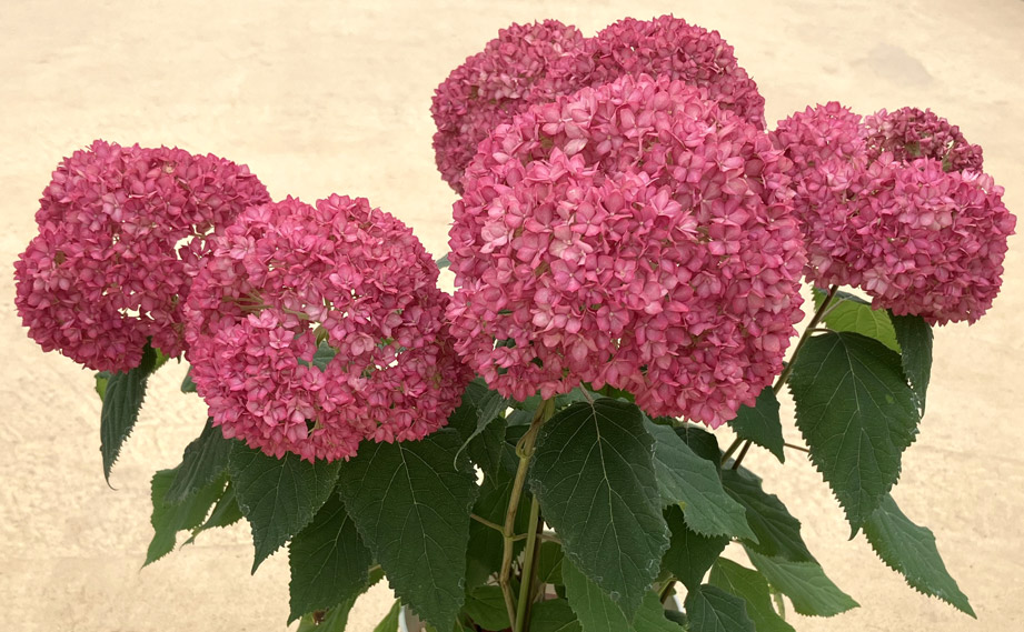 ハイドランジア アナベル バーガンディアイ｜WEBカタログ｜未来