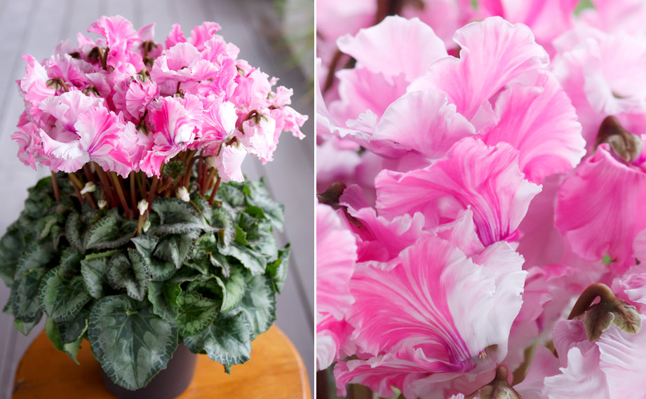 ラスト1個　ボリュームあります　シクラメンキャンディークイーン✨特価✨ シクラメン 大栄 キャンディーケーン｜WEBカタログ｜未来アグリス株式