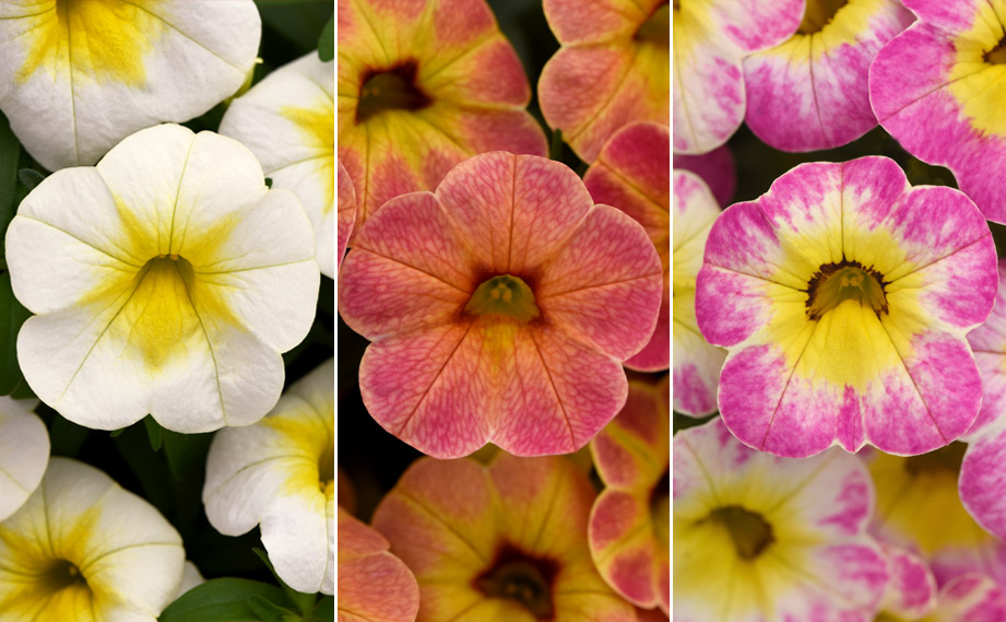 カリブラコア チャチャ｜WEBカタログ｜未来アグリス株式会社|未来