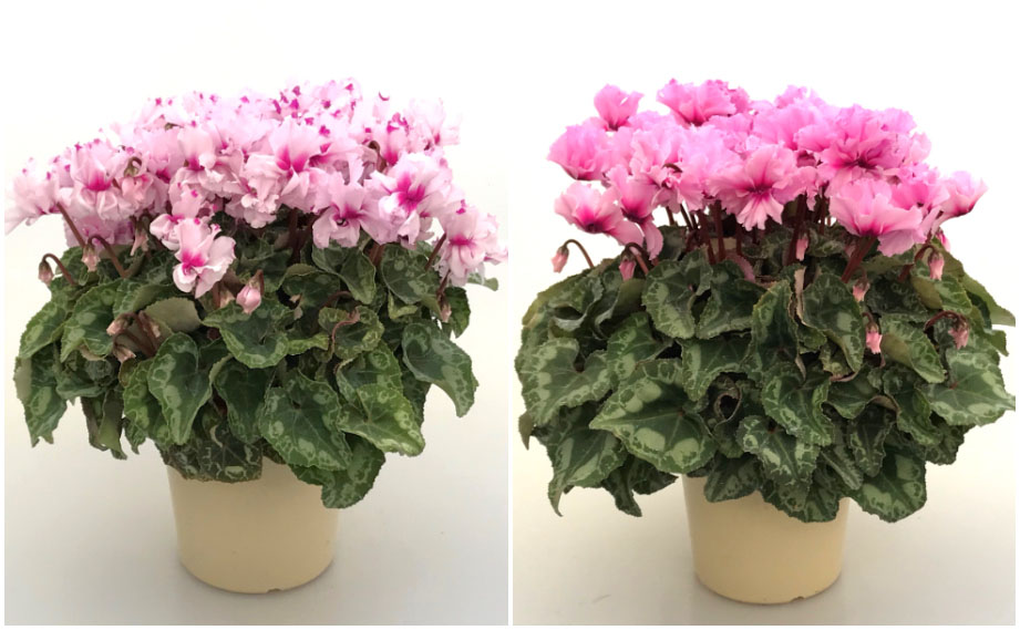 シクラメン ヴィヴィアン｜WEBカタログ｜未来アグリス株式会社|未来