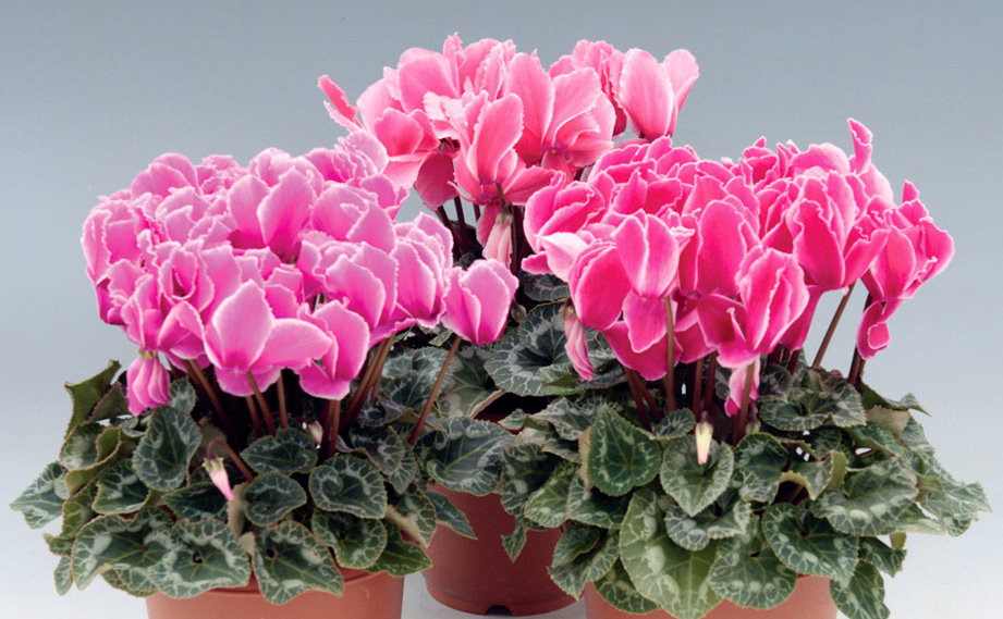 シクラメン シクラメン サンライズ｜WEBカタログ｜未来アグリス株式会社