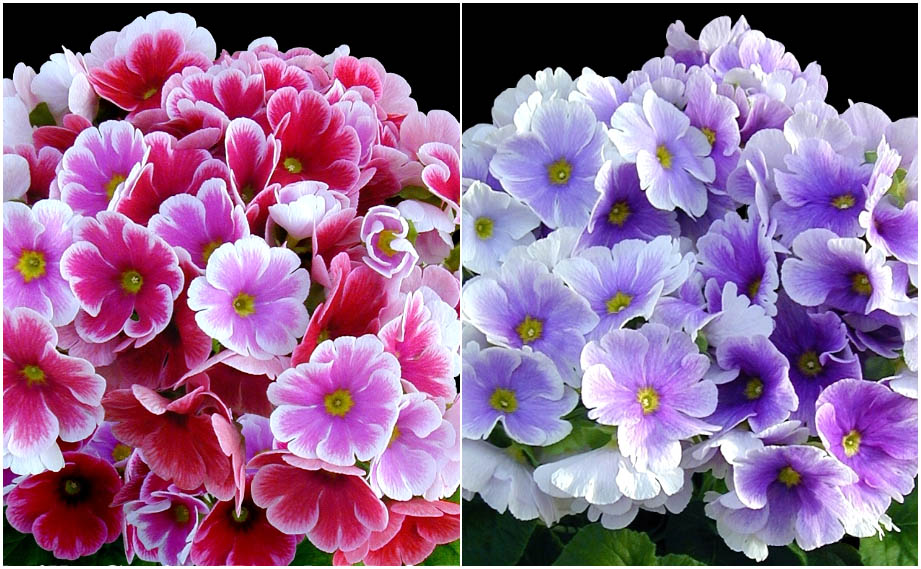 プリムラ オブコニカ F1　タッチミー シリーズ