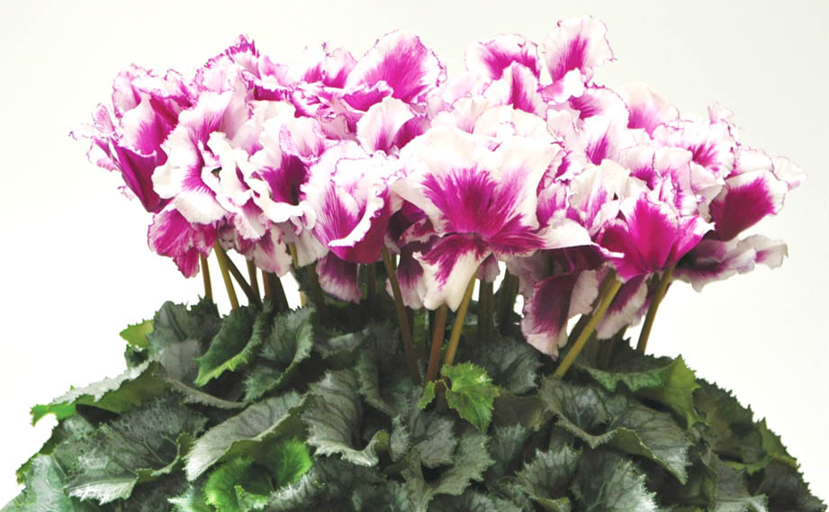 シクラメン プリマドンナ シリーズ｜WEBカタログ｜未来アグリス株式