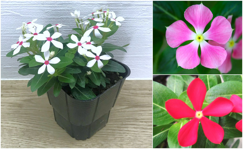 花火ページ 崩壊：スターレイル ナナシビトの褒章 VOL1 花火 2026年2月仮