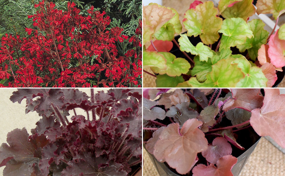 ヒューケラ　コレクション