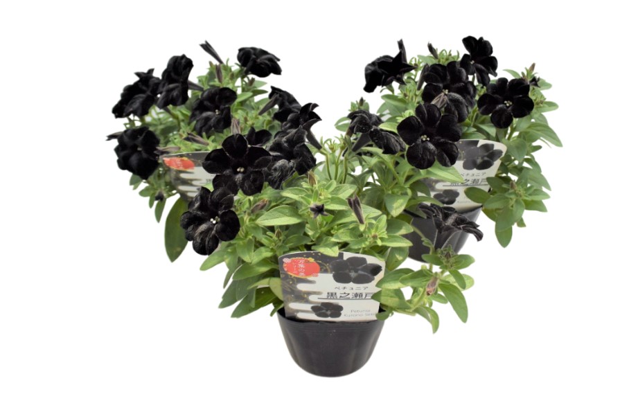 ペチュニア 万葉の美　黒之瀬戸