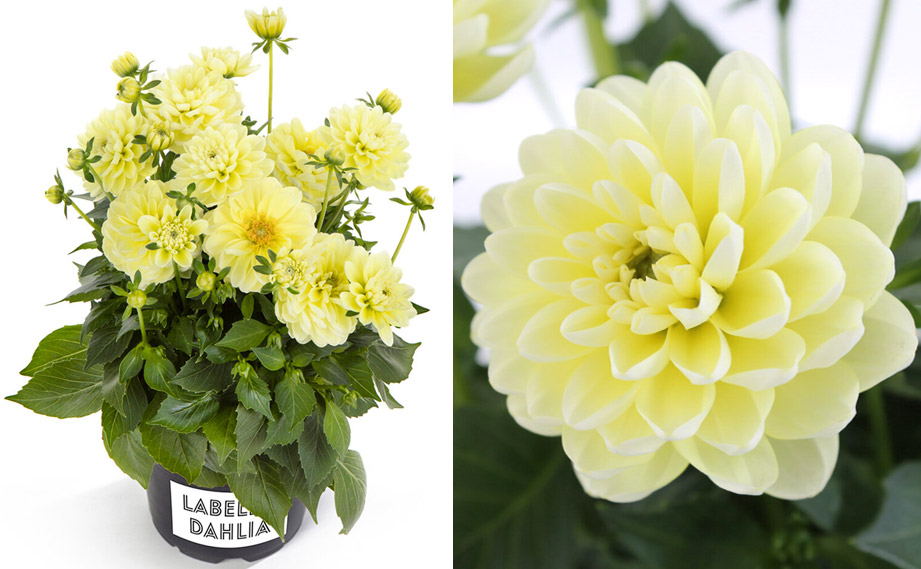 ダリア様 ダリア ラベラ・ピッコロ｜WEBカタログ｜未来アグリス株式会社|未来