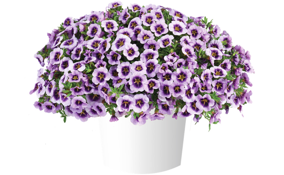 カリブラコア リア｜WEBカタログ｜未来アグリス株式会社|未来アグリス