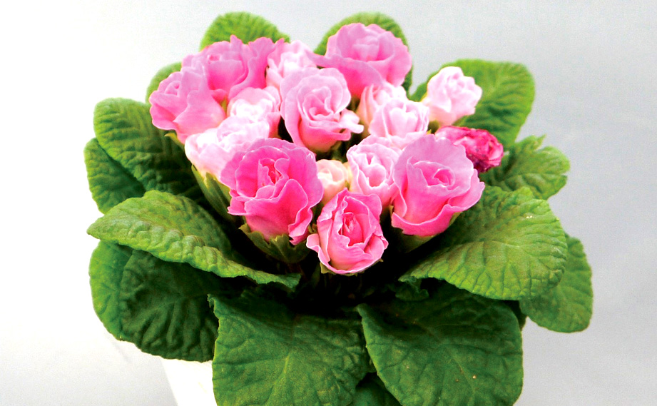 プリムラ ジュリアン　キャンディマジック シリーズ