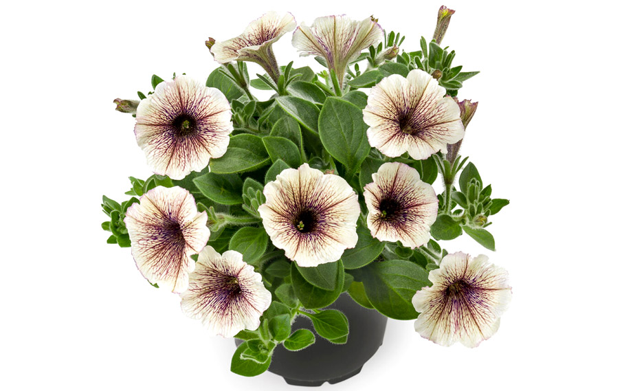 ペチュニア ティー｜WEBカタログ｜未来アグリス株式会社|未来アグリス