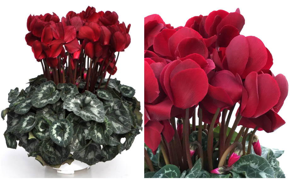 シクラメン マカロンショコラ｜WEBカタログ｜未来アグリス株式会社