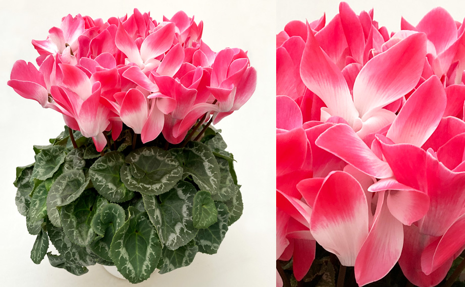 シクラメン オルニス｜WEBカタログ｜未来アグリス株式会社|未来