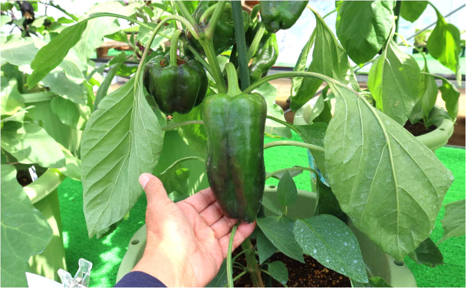 ピーマン びっくりピーマン｜WEBカタログ｜未来アグリス株式会社|未来