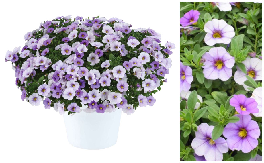 カリブラコア　オンブレ