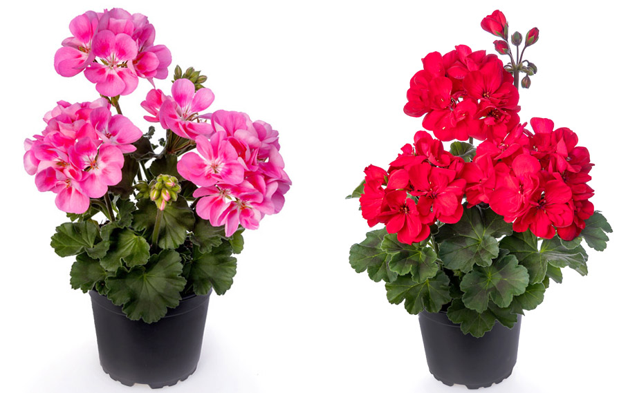 ゼラニウム タンゴ｜WEBカタログ｜未来アグリス株式会社|未来