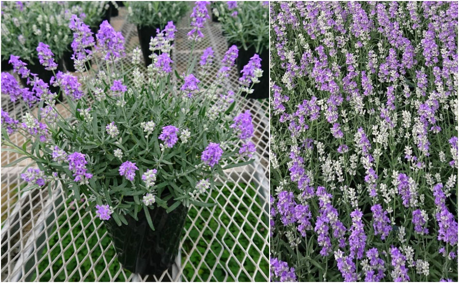 ラベンダー カノンスター｜WEBカタログ｜未来アグリス株式会社|未来