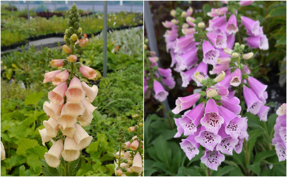 ジギタリス　ダルメシアン