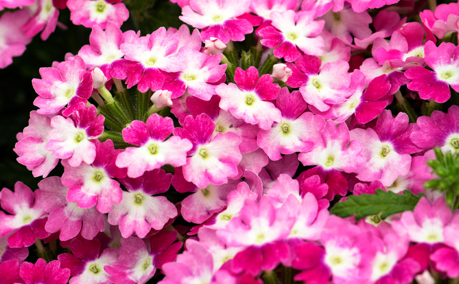kirkxxx1 未草５種類セット◌。˚✩（開花間近 若苗&春発芽幼苗） 草花の苗/25年6月中下旬予約 手間なし菊苗：8月咲き変わり菊