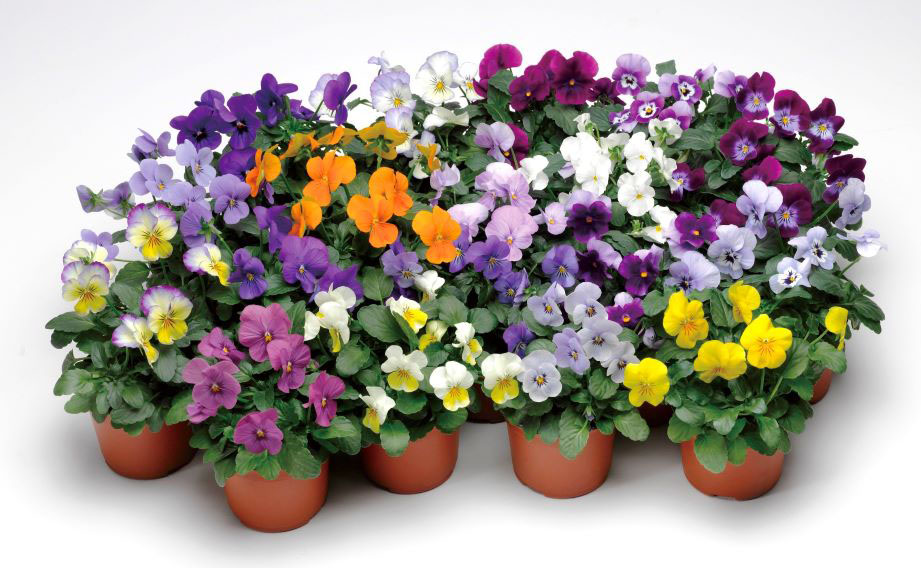 ね*し様 最終値下げ！ビオラ　チェコ1980年製Antonio Frosli ラ ビオラ F1 ペニー シリーズ｜WEBカタログ｜未来アグリス株式会社|未来