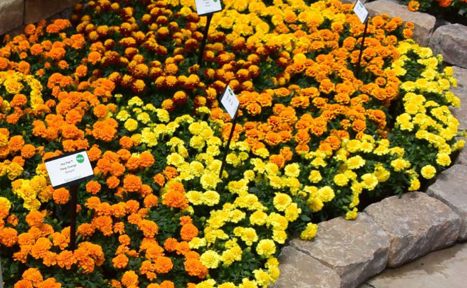 マリーゴールド フレンチ　ホットパック シリーズ