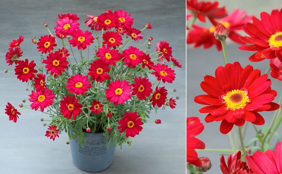 マーガレット スマッシュ｜WEBカタログ｜未来アグリス株式会社|未来