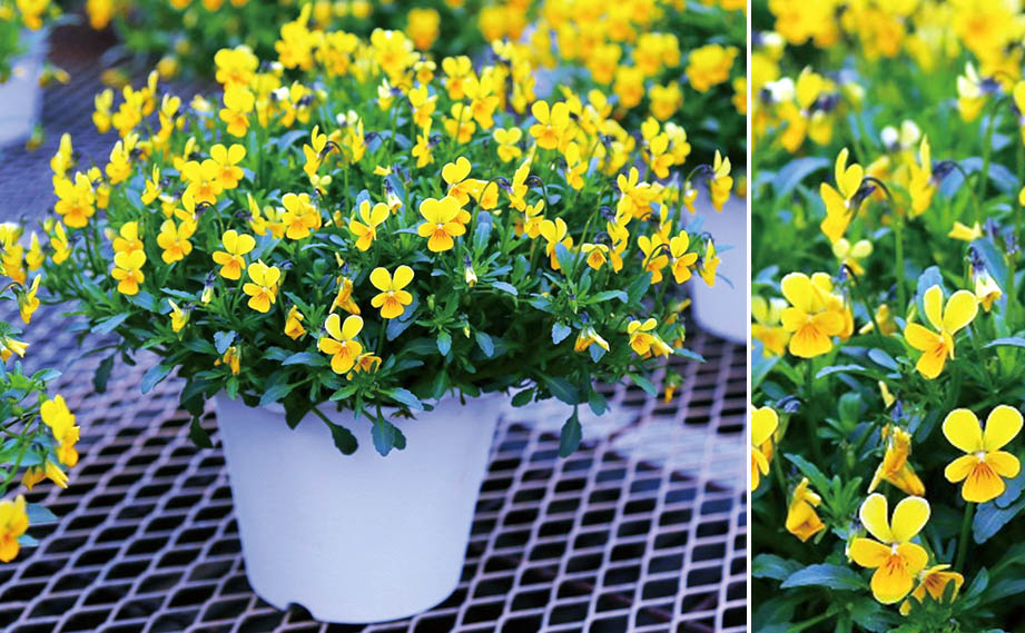 ビオラ フィーリー シリーズ｜WEBカタログ｜未来アグリス株式会社|未来