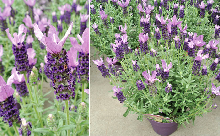 ラベンダー パープルサマー｜WEBカタログ｜未来アグリス株式会社|未来