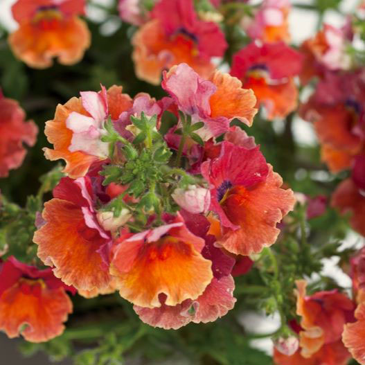 ネメシア ネシア｜WEBカタログ｜ハクサンインターナショナル株式会社ハクサンインターナショナル株式会社農と園芸の実りのために