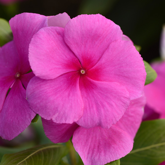 ビンカ バリアント シリーズ｜WEBカタログ｜ハクサンインターナショナル株式会社ハクサンインターナショナル株式会社農と園芸の実りのために