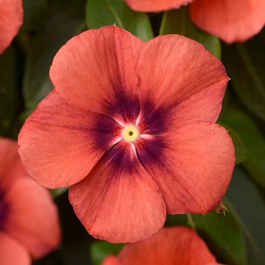 ビンカ タトゥー シリーズ｜WEBカタログ｜未来アグリス株式会社未来アグリス株式会社農と園芸の実りのために