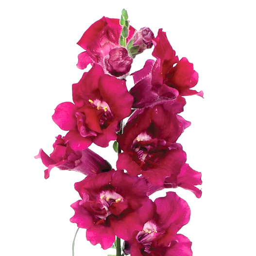 キンギョソウ F1 トゥイニー シリーズ|WEBカタログ|未来アグリス株式会社未来アグリス株式会社農と園芸の実りのために