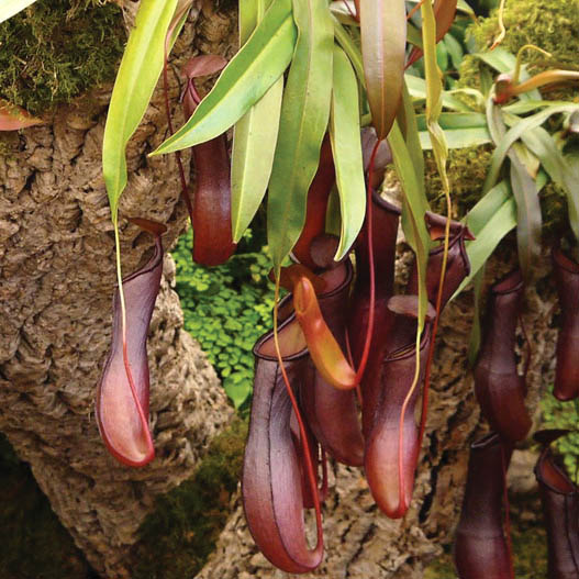 ウツボカズラ レベッカ ネペンテス 食虫植物 - 植物/観葉植物