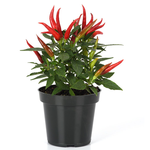 カプシカム サントス シリーズ｜WEBカタログ｜未来アグリス株式会社未来アグリス株式会社農と園芸の実りのために