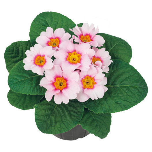 プリムラ　アプリ 極早生アコーリス種