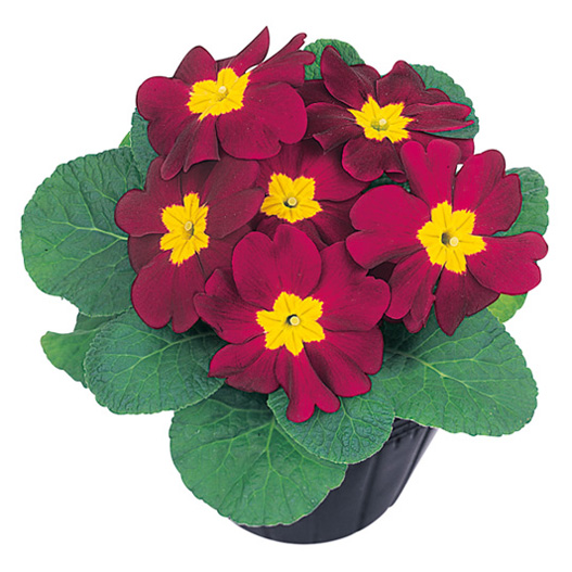 プリムラ　アプリ 極早生アコーリス種