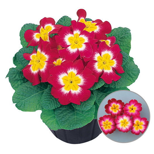 プリムラ　アプリ 極早生アコーリス種