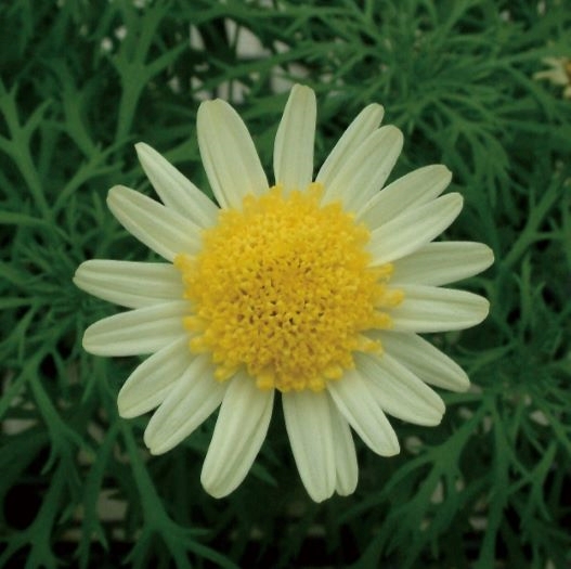 マーガレット　ソレミオ 