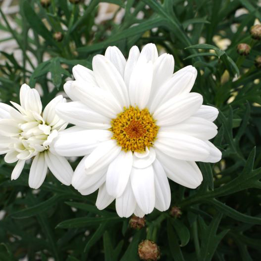 マーガレット ホワイトモカ