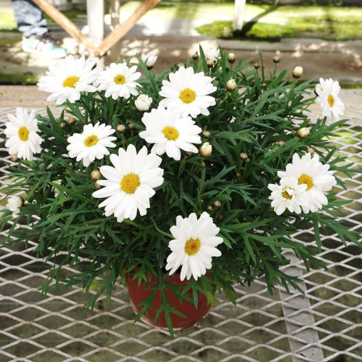 マーガレット ホワイトモカ