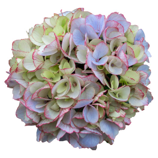 ハイドランジア スクロール シリーズ